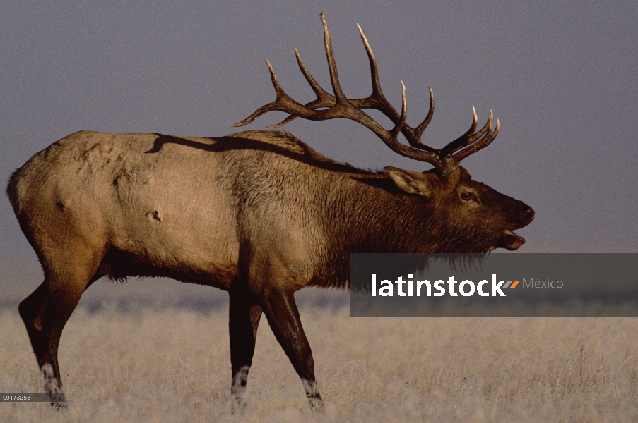 Elk (Cervus elaphus) bramando en Prado escarchado, América del norte