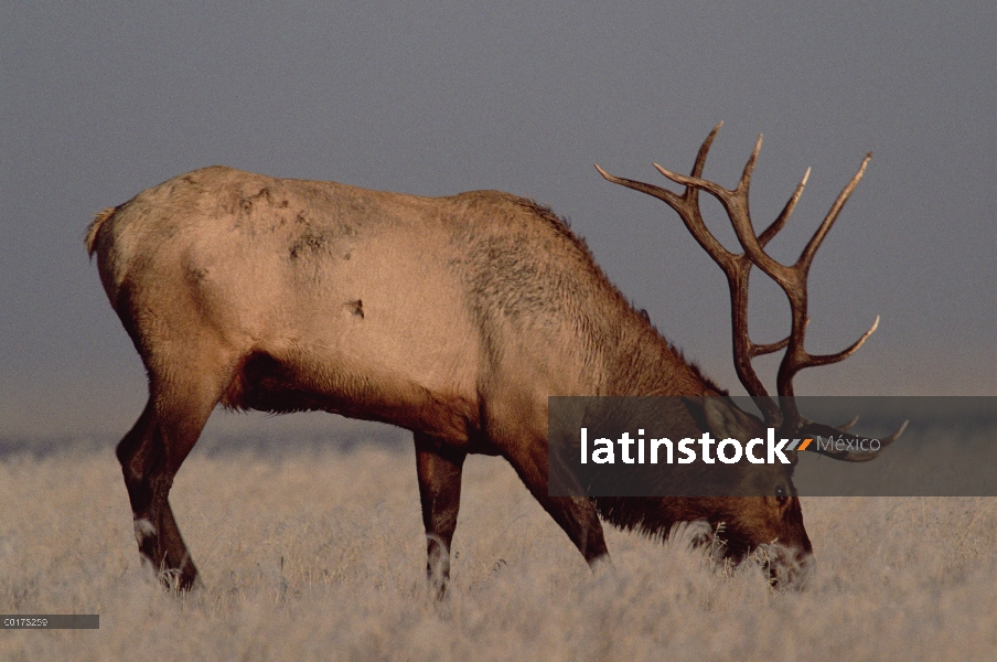 Elk (Cervus elaphus) de pastoreo en pradera helada, América del norte