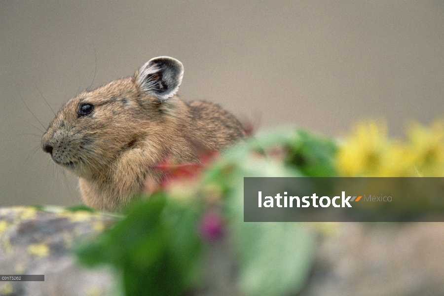 Retrato de la Pika americana (Ochotona princeps), América del norte