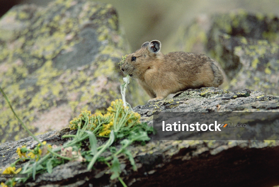 Pika americana (Ochotona princeps) alimentándose de flores, América del norte