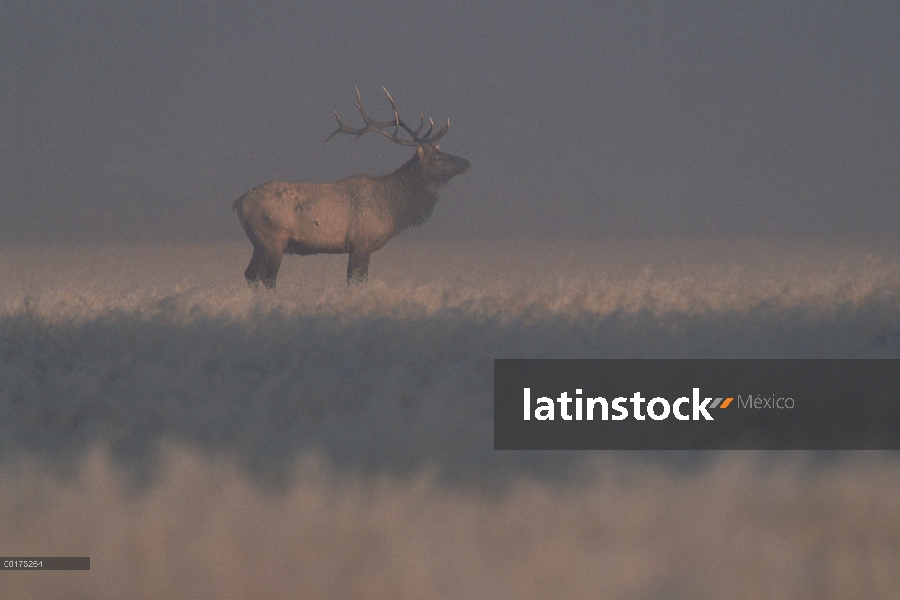 Elk (Cervus elaphus) en Prado escarchado, América del norte