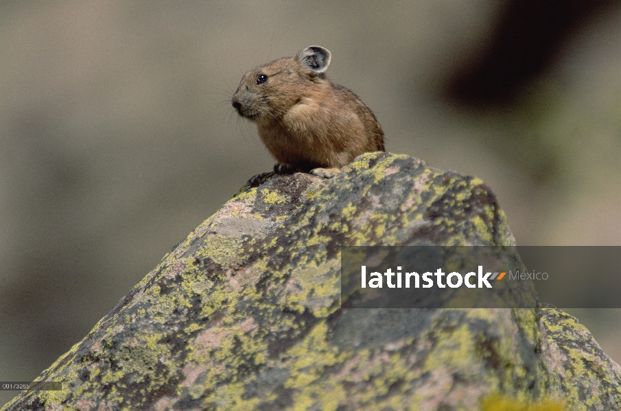 Pika americana (Ochotona princeps) sentado en la roca, América del norte