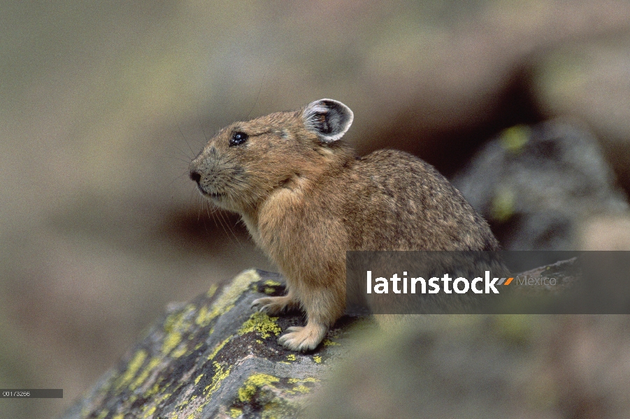 Pika americana (Ochotona princeps) sentado en la roca, América del norte