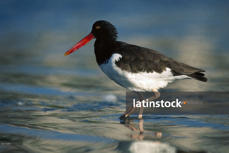 Ostrero Americano (Haematopus palliatus) vadeando, América del norte