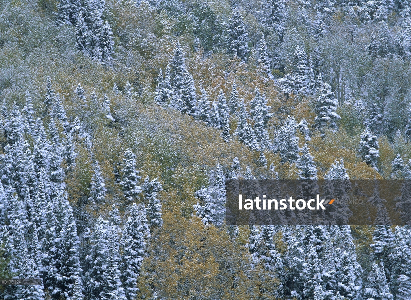 Quaking Aspen (Populus tremuloides) y el bosque de Piceas (Picea sp) con nieve polvo, Rocky Mountain