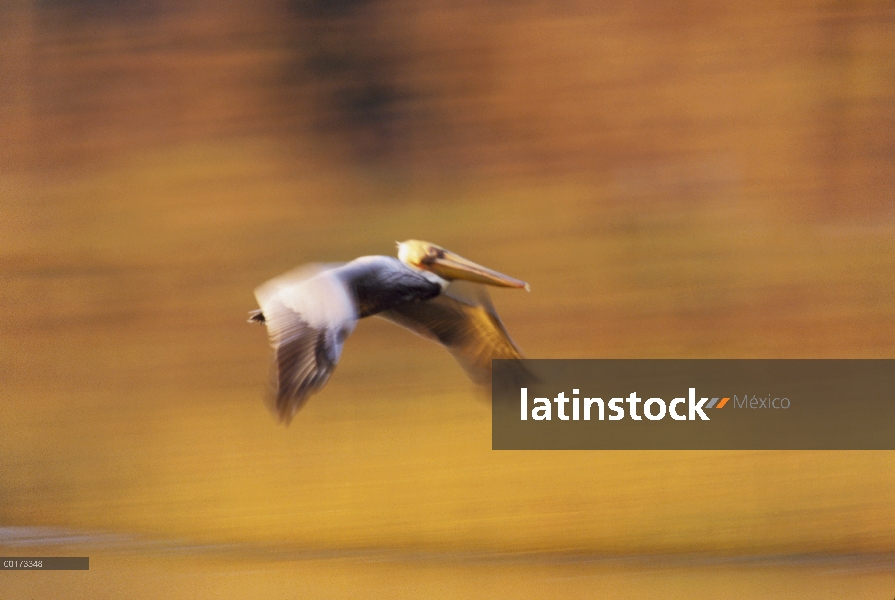 Pelícano Pardo (Pelecanus occidentalis) volando, América del norte