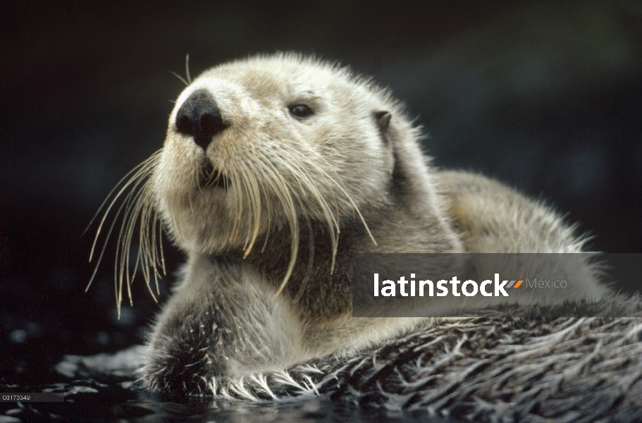 Nutria marina (Enhydra lutris) flotando en el quelpo, América del norte