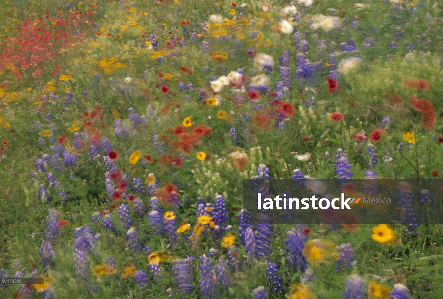 Manta de indio (Gaillardia pulchella), Bluebonnet (Lupinus subcarnosus), Coreopsis y Prickly Poppy (