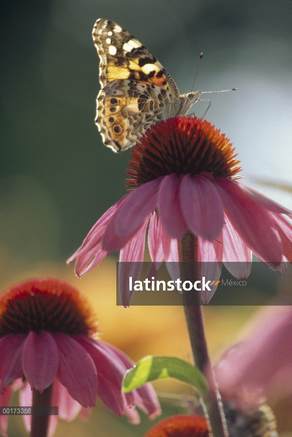 Americana señora pintada (Cynthia virginiensis) mariposa en cónica (Echinacea sp), Nuevo México