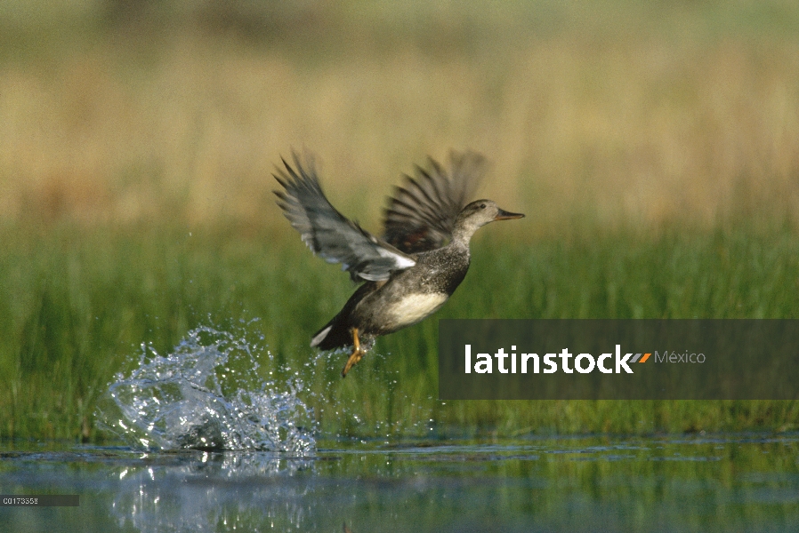 Hembra de ánade friso (Anas strepera) tomando vuelo desde el agua, Nuevo México