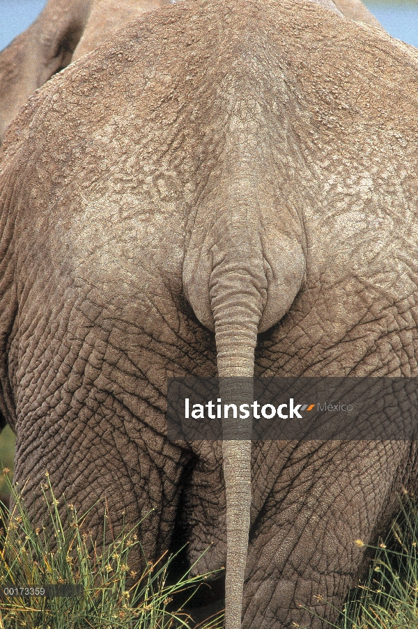 Elefante africano (Loxodonta africana) butt, África