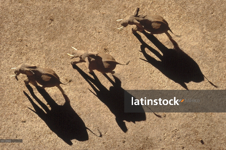 Trío de elefante africano (Loxodonta africana) aérea con sombras, África