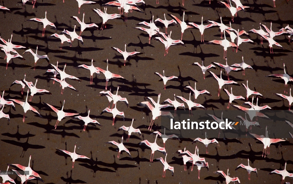 Flamenco (Phoenicopterus ruber) y menor Flamingo (Phoenicopterus minor), Kenia