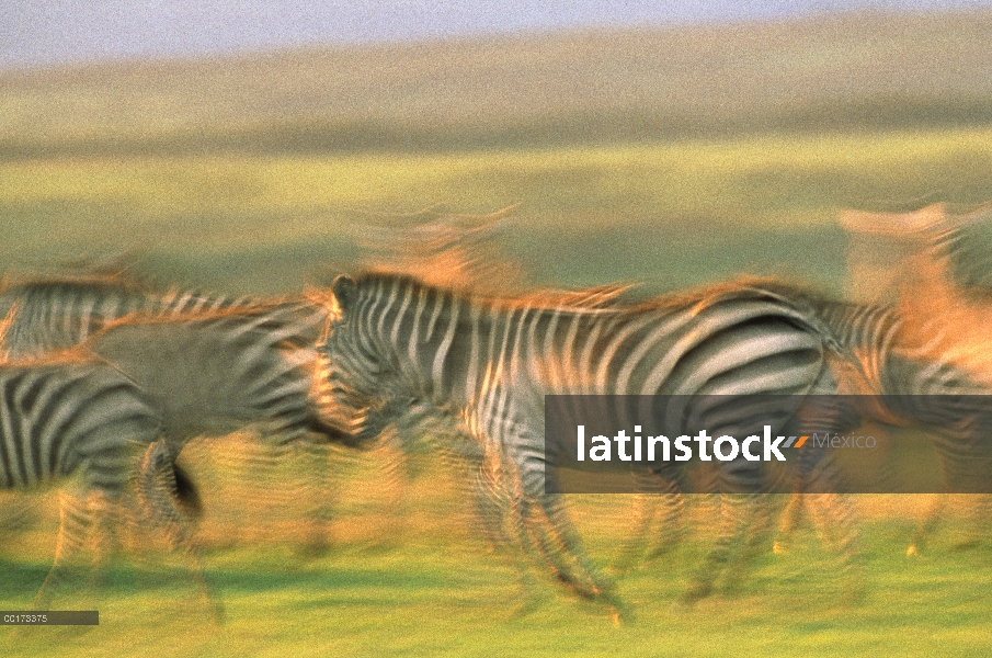 Cebra de Burchell (Equus burchellii) grupo de funcionamiento, Kenia