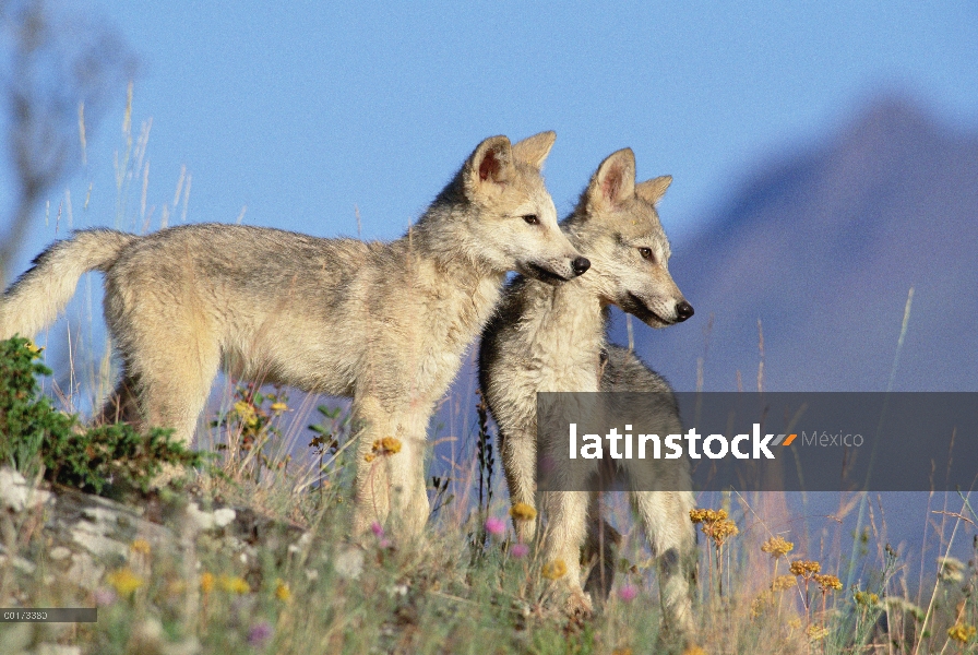 Lobo (lupus de Canis) par de cachorros, Montana