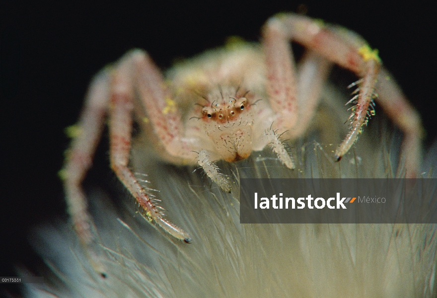 Primer plano de la araña cangrejo (Misumena vatia) vara en flor, Nuevo México