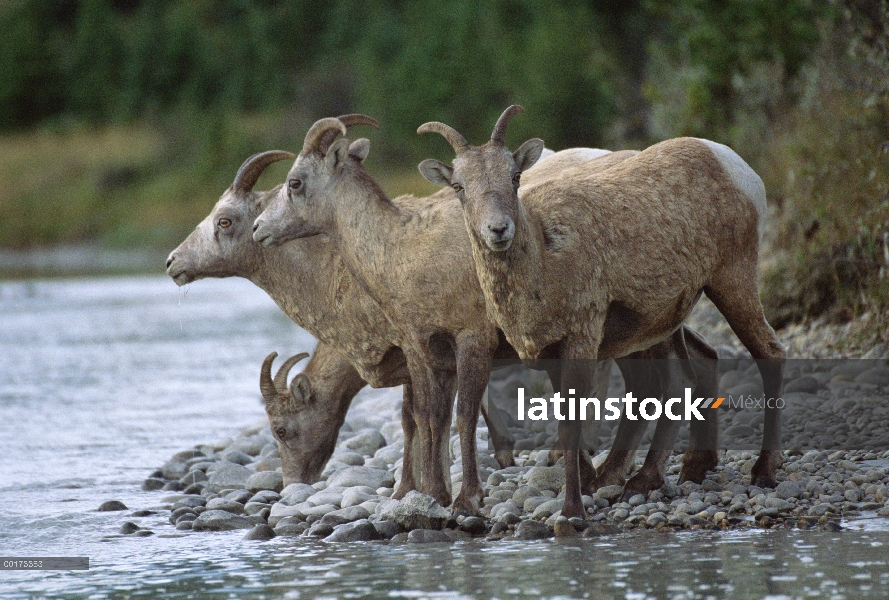 Pie de grupo de ovejas (Ovis canadensis) Borrego a lo largo de la costa rocosa, América del norte