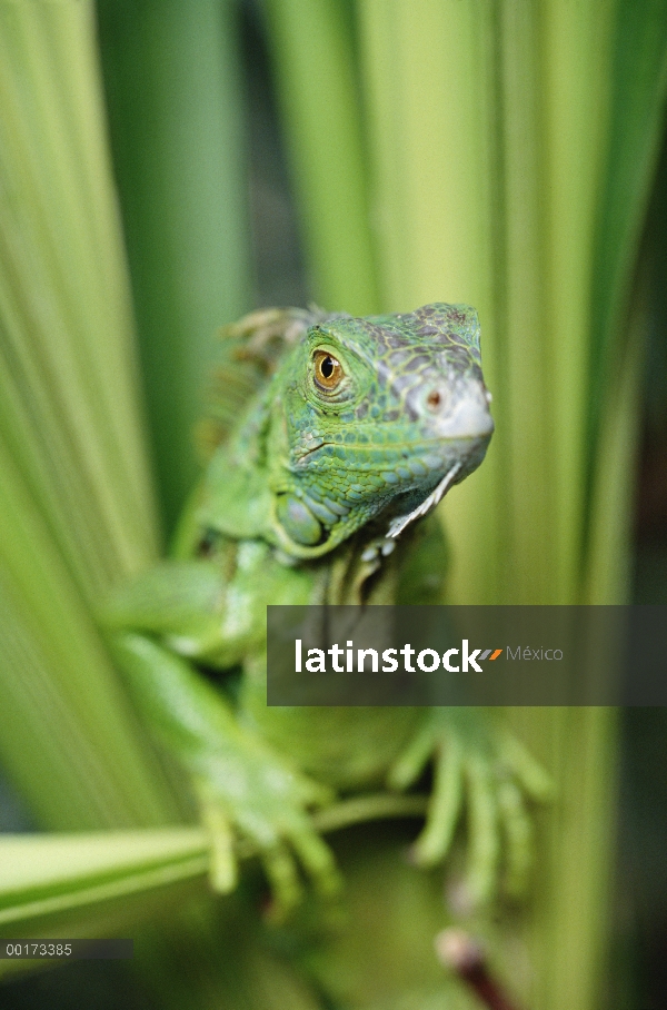 Retrato de la Iguana verde (Iguana iguana), Honduras