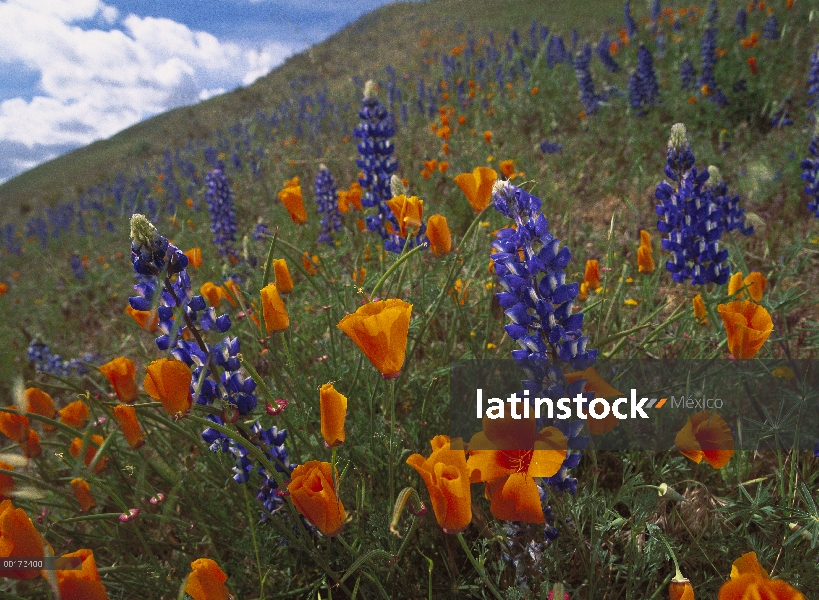 California Poppy (Eschscholzia californica) y lupino (Lupinus sp) flores en floración, montañas de T