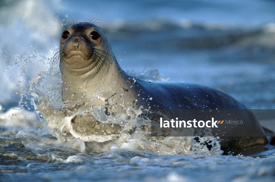 Hembra de elefante marino (Mirounga angustirostris) norte en salpicaduras surf, América del norte