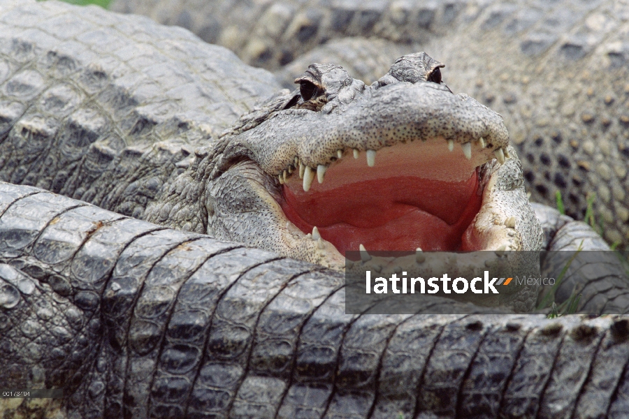 Aligátor Americano (Alligator mississippiensis), América del norte