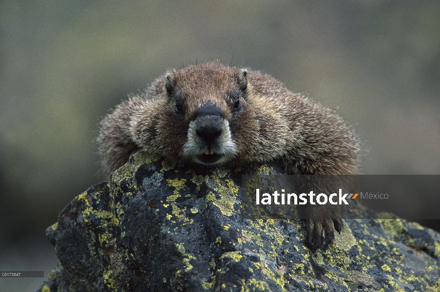 Marmota de vientre amarillo (Marmota flaviventris) descansando sobre roca mirando a cámara, América 