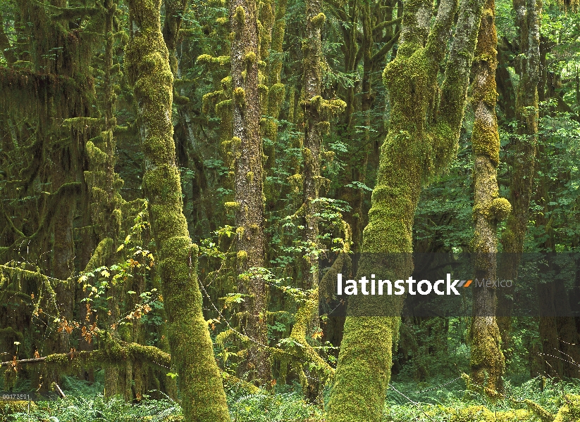 Arce (Acer sp) glade, Quinault templado lluvioso, Parque Nacional Olympic, Washington