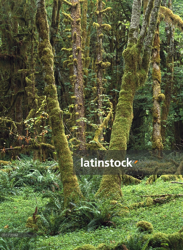 Arce (Acer sp) glade, selva de Quinault, Parque Nacional Olympic, Washington