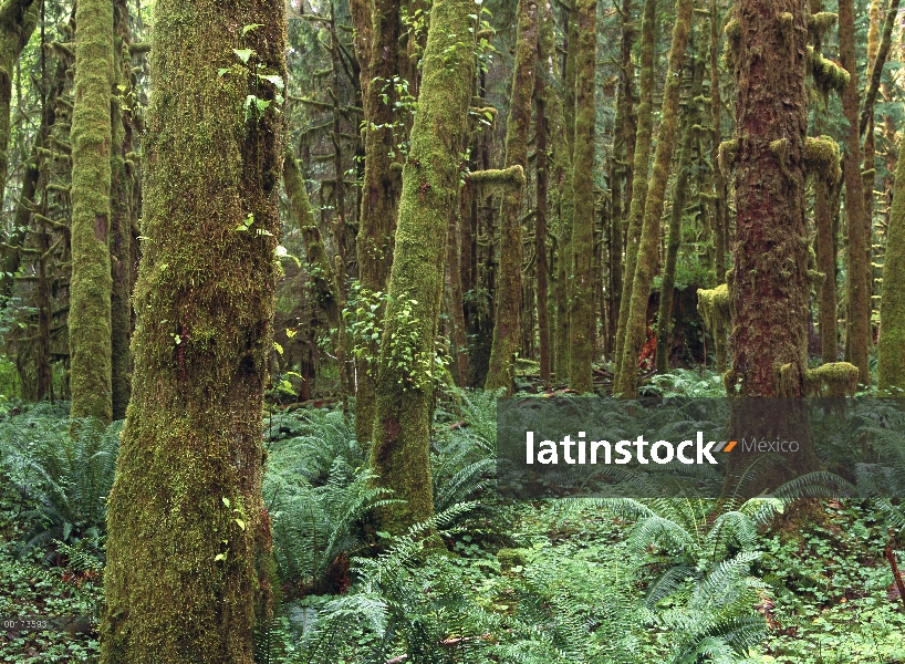 Arce (Acer sp) glade, selva de Quinault, Parque Nacional Olympic, Washington