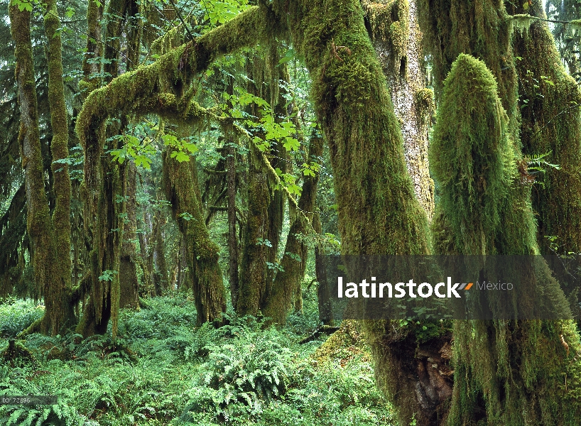 Arce (Acer sp) glade, selva de Quinault, Parque Nacional Olympic, Washington