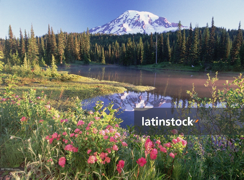 MT Rainier y flores silvestres en el lago de reflexión, Mt Rainier National Park, Washington