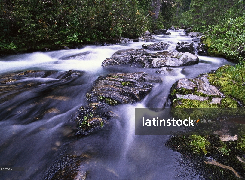 Río paraíso, Mt Rainier National Park, Washington