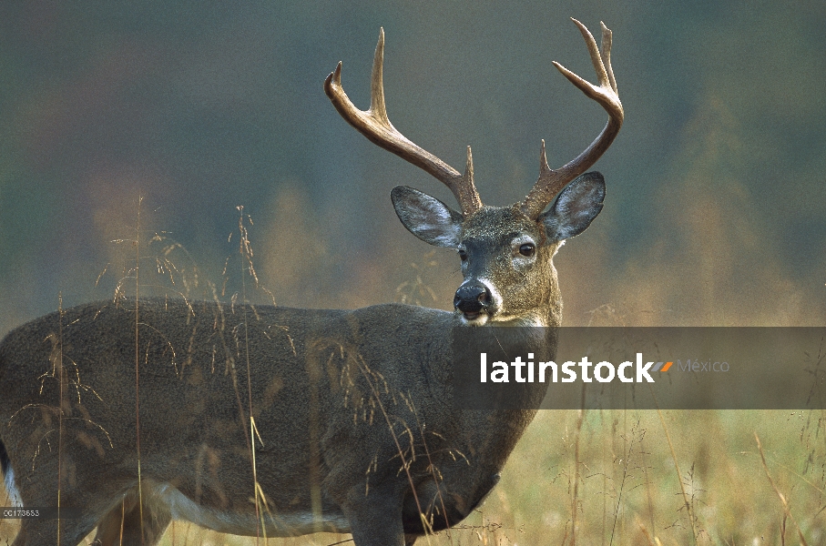 Retrato de venado de cola blanca (Odocoileus virginianus), América del norte