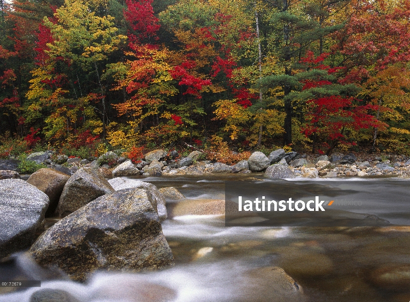 Río salvaje en bosque de latifoliado oriental, bosque nacional de White Mountains, Maine