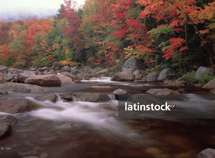 Follaje de otoño a lo largo de río salvaje, bosque nacional de White Mountains, Maine