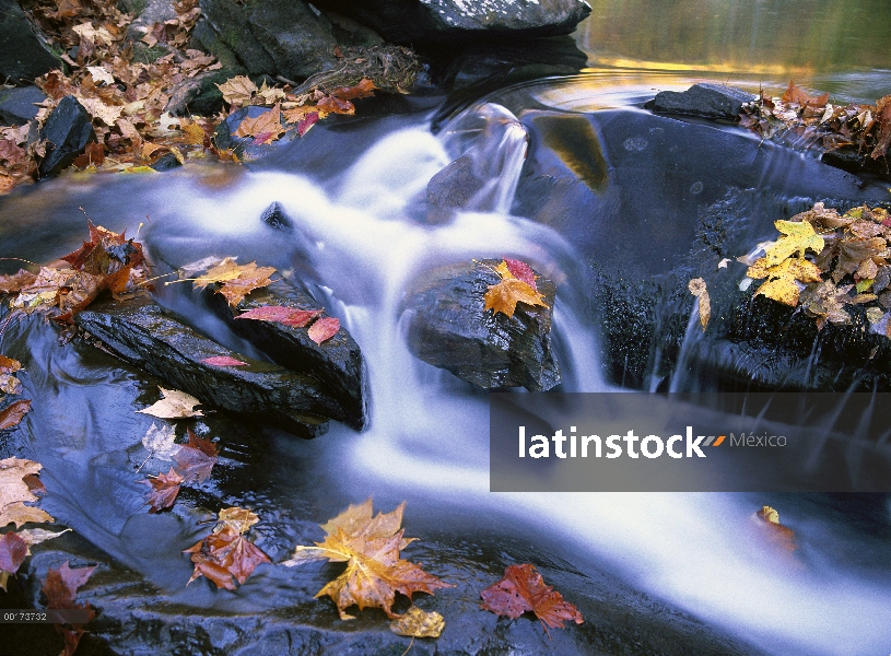 Las hojas de otoño en Little River, Parque nacional Great Smoky, Tennessee