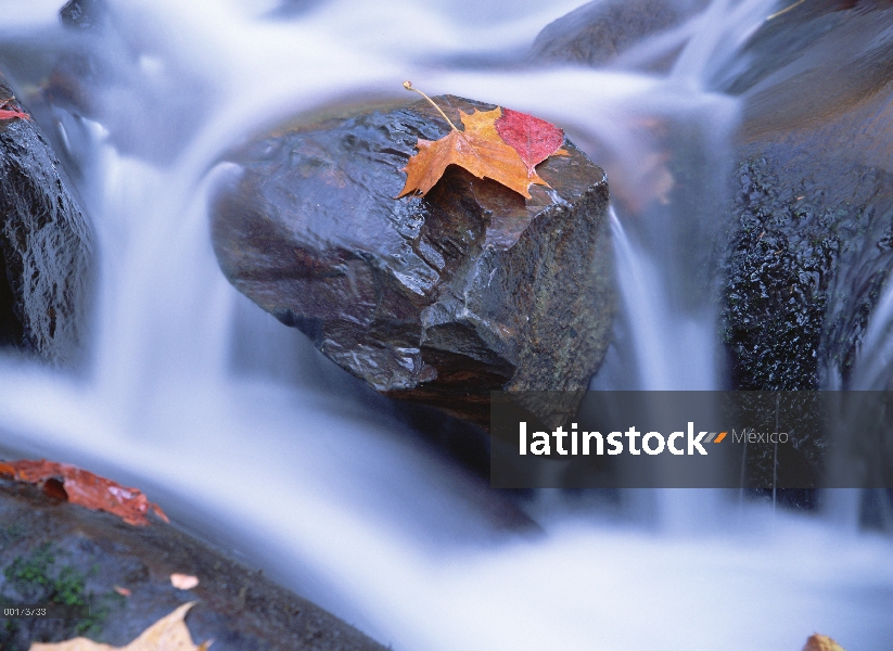 Hoja de otoño en boulder, Little River, Parque nacional Great Smoky, Tennessee