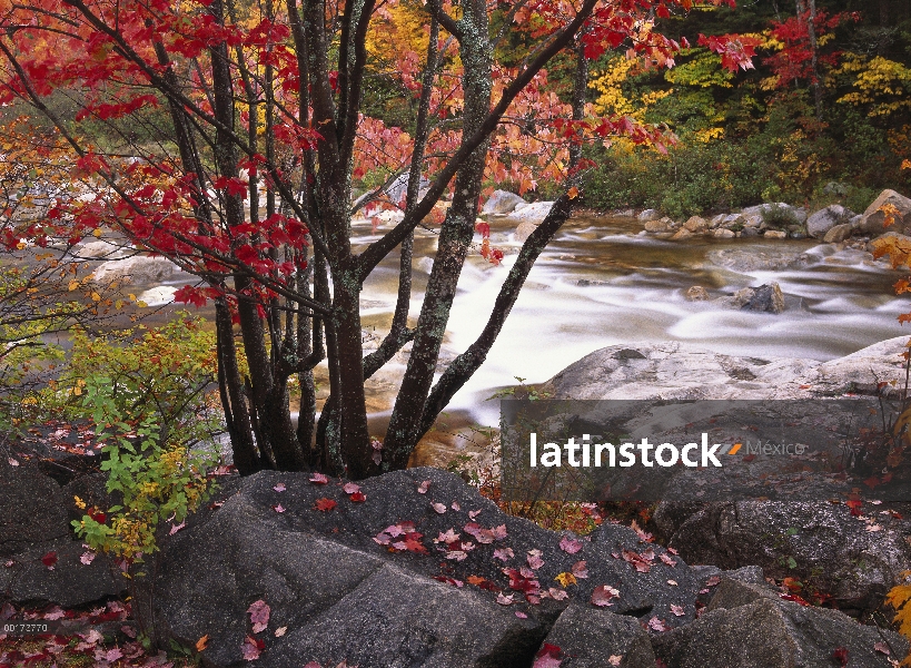 Río SWIFT cerca garganta rocosa, bosque nacional montañas blancas de New Hampshire