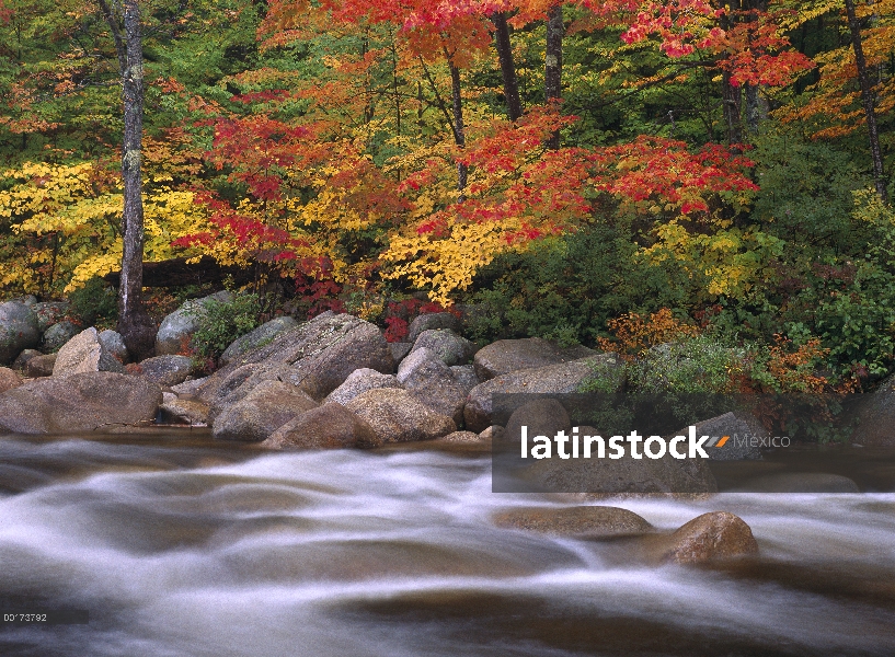 Otoño del río Swift, bosque nacional montañas blancas de New Hampshire