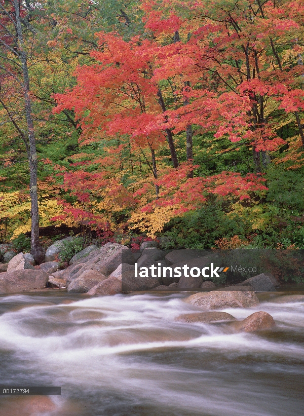 Otoño del río Swift, bosque nacional montañas blancas de New Hampshire