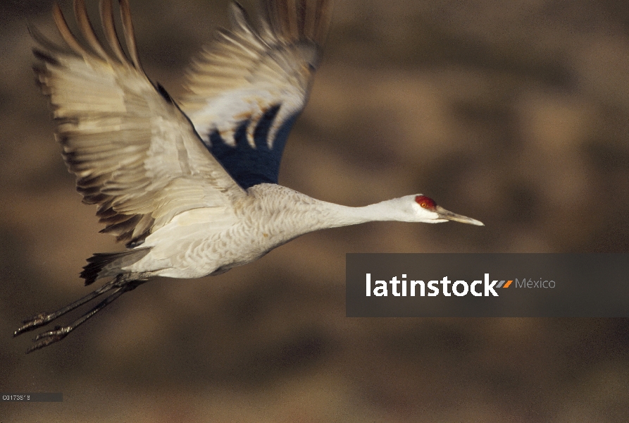 Sandhill Crane (Grus canadensis) volando, Bosque Del Apache, Nuevo México