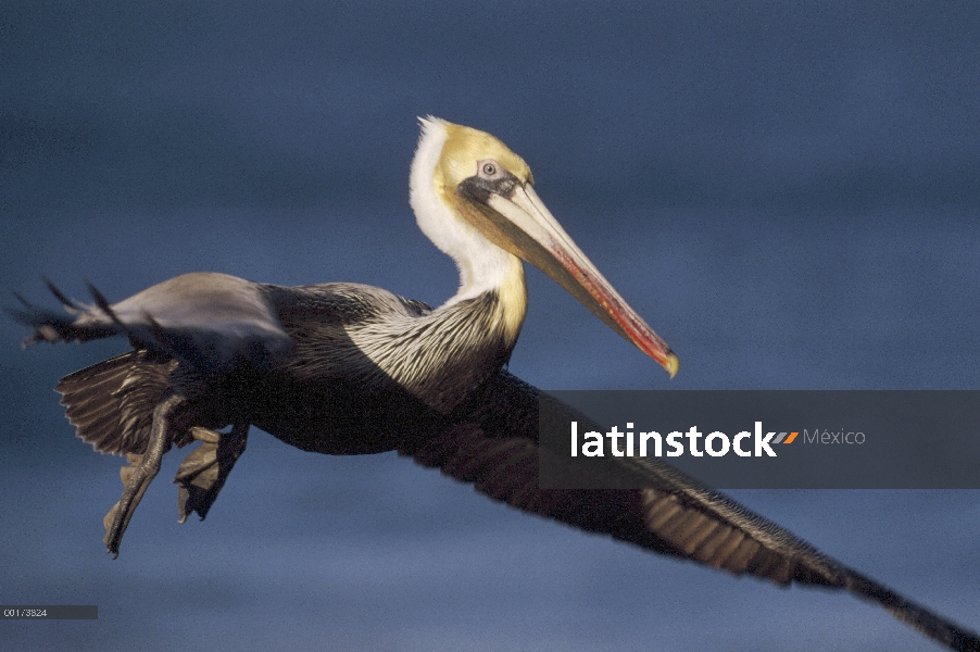 Pelícano Pardo (Pelecanus occidentalis) volando, California