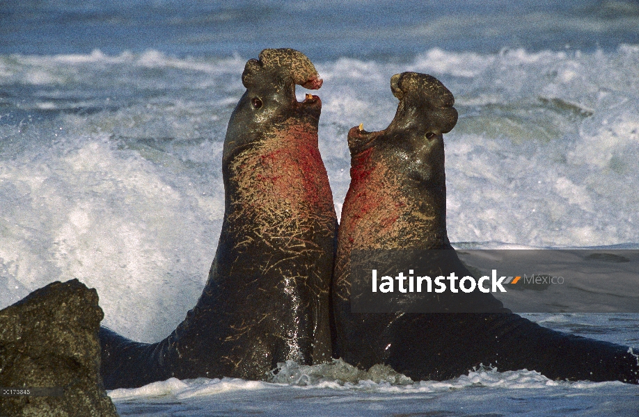 Machos de elefante marino (Mirounga angustirostris) norte lucha, California