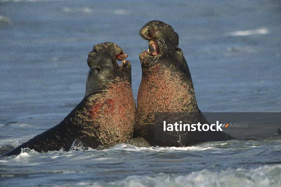 Machos de elefante marino (Mirounga angustirostris) norte lucha, California