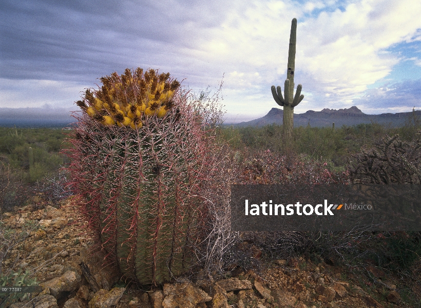 Sahuaro (Carnegiea gigantea) y gigantes Cactus de barril (Ferocactus diguetii) con Pantera y Safford