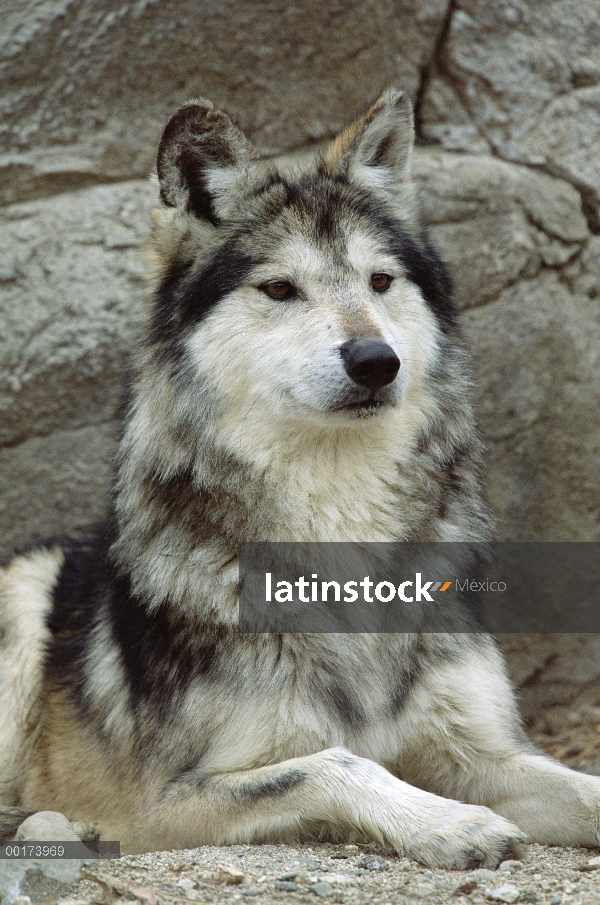 Retrato del Lobo mexicano (Canis lupus), Arizona