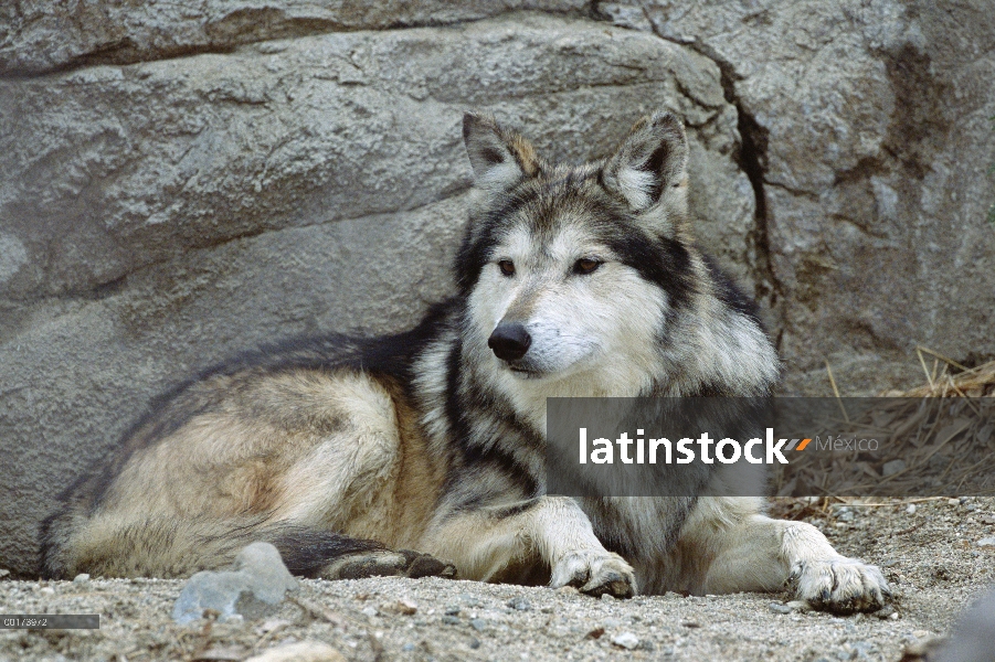 Retrato del Lobo mexicano (Canis lupus), Arizona