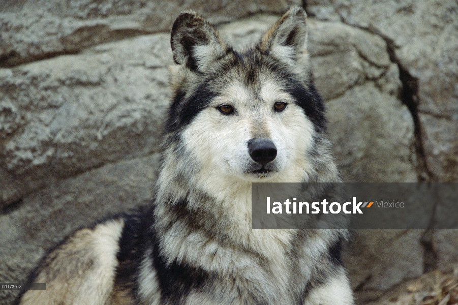 Retrato del Lobo mexicano (Canis lupus), Arizona