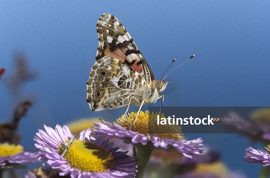 Painted Lady (Vanessa cardui) mariposa alimentándose de púrpura Aster (Aster foliaceus), California