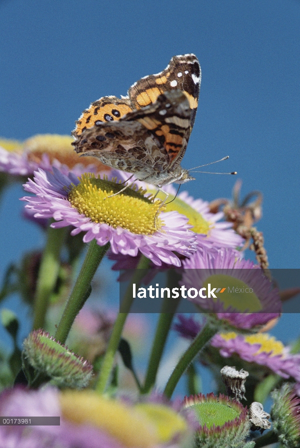 Painted Lady (Vanessa cardui) mariposa en morado Aster (Aster foliaceus), California